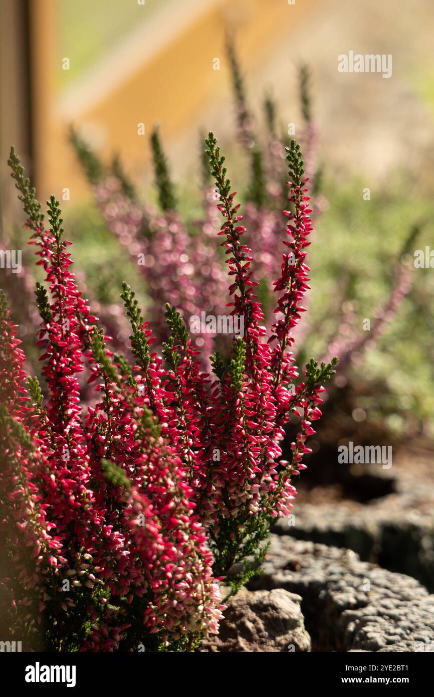 Gros plan de fleurs de bruyère rose éclatantes qui fleurissent dans un jardin luxuriant Banque D'Images