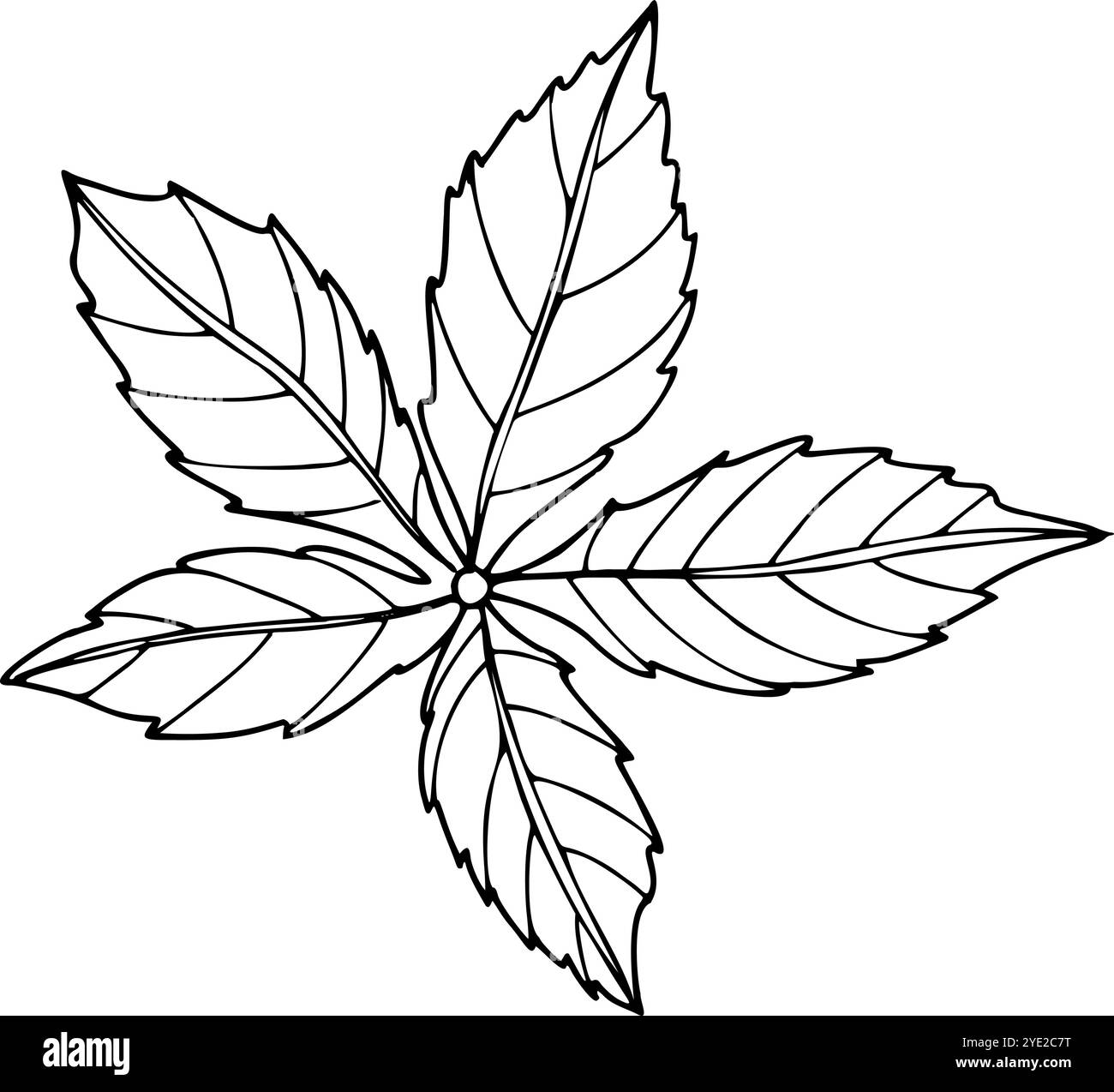 Vecteur à cinq feuilles Parthenocissus ou Virginia Creeper feuilles dessinées à la main illustration isolée peinte par des encres. Feuille de raisin sauvage noire et blanche Illustration de Vecteur