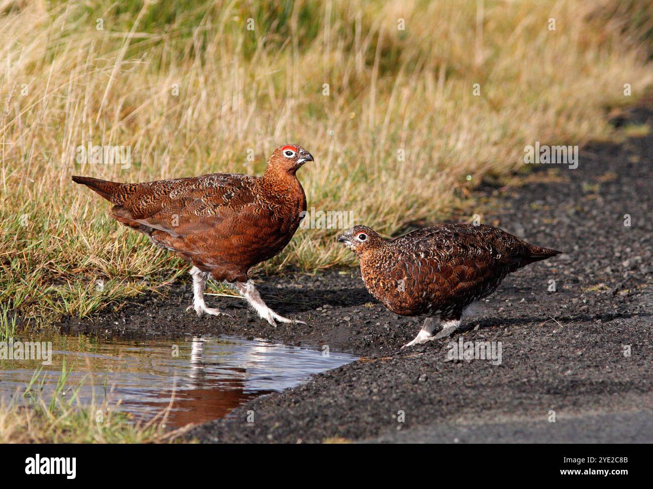 TÉTRAS ROUGE dans une piscine d'eau au bord d'une route de landes, Écosse, Royaume-Uni. Banque D'Images