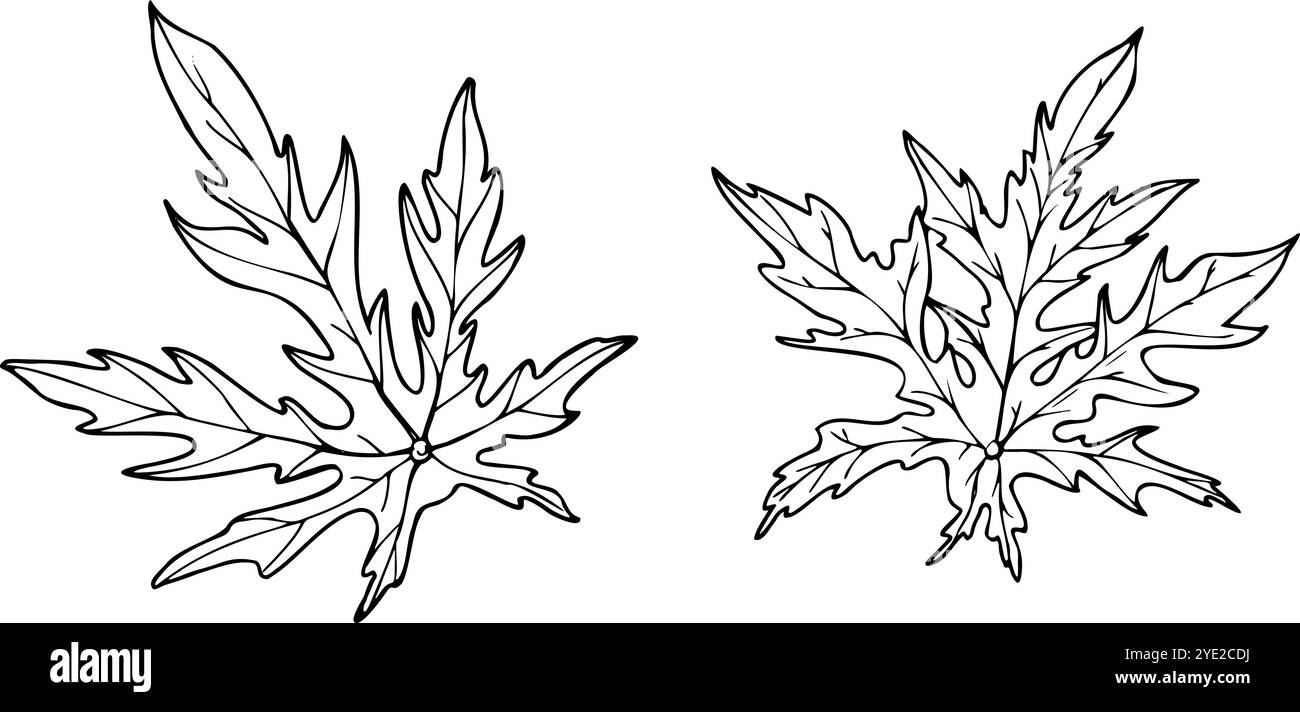 Vecteur feuilles de papaye uniques profondément lobées avec des bords dentelés illustration isolée vectorielle peinte par des encres noires. Vue de dessus sur les plantes tropicales fraîches Illustration de Vecteur