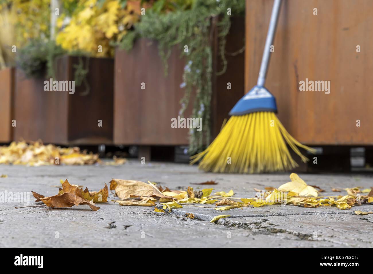 Les feuilles tombent des arbres. L'automne est le moment pour les balais de balayer les feuilles du trottoir. Semaine de balayage à Stuttgart, Bade-Wuerttemberg Banque D'Images