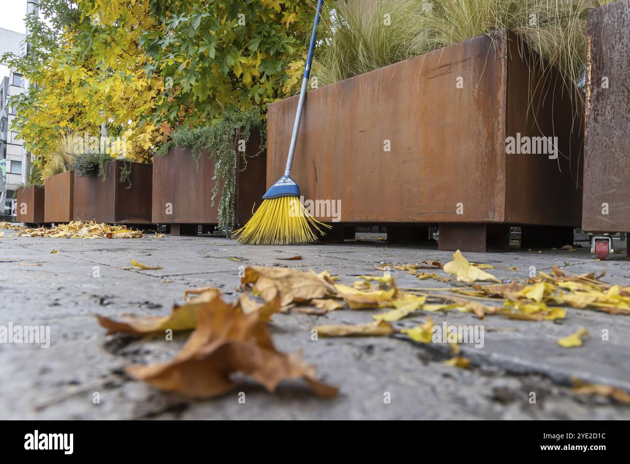 Les feuilles tombent des arbres. L'automne est le moment pour les balais de balayer les feuilles du trottoir. Semaine de balayage à Stuttgart, Bade-Wuerttemberg Banque D'Images