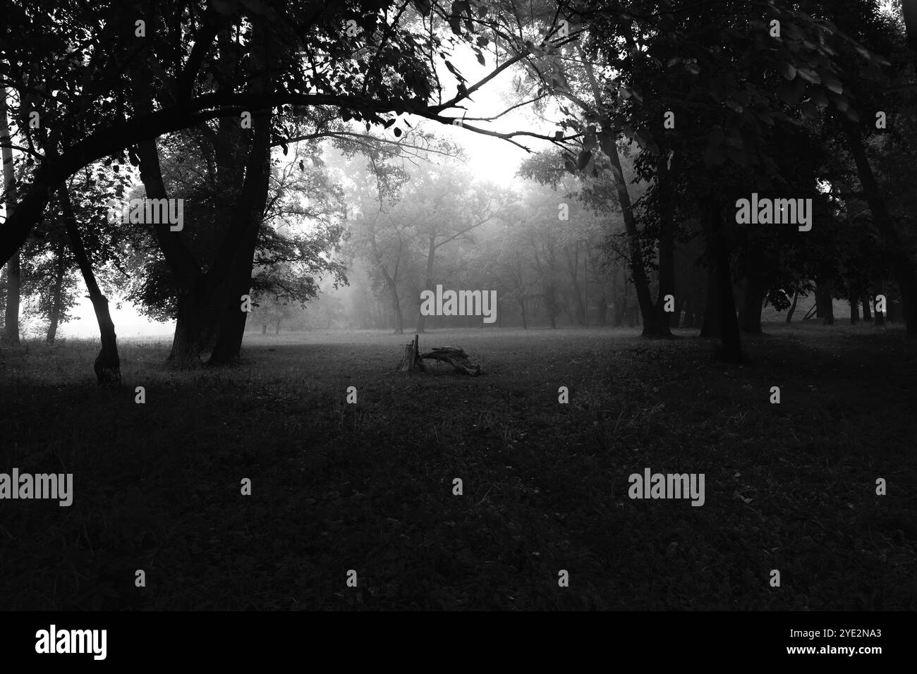 Forêt brumeuse fantastique, forêt Black Metal atmosphérique, forêt sombre brumeuse et effrayante, ambiance horreur Banque D'Images