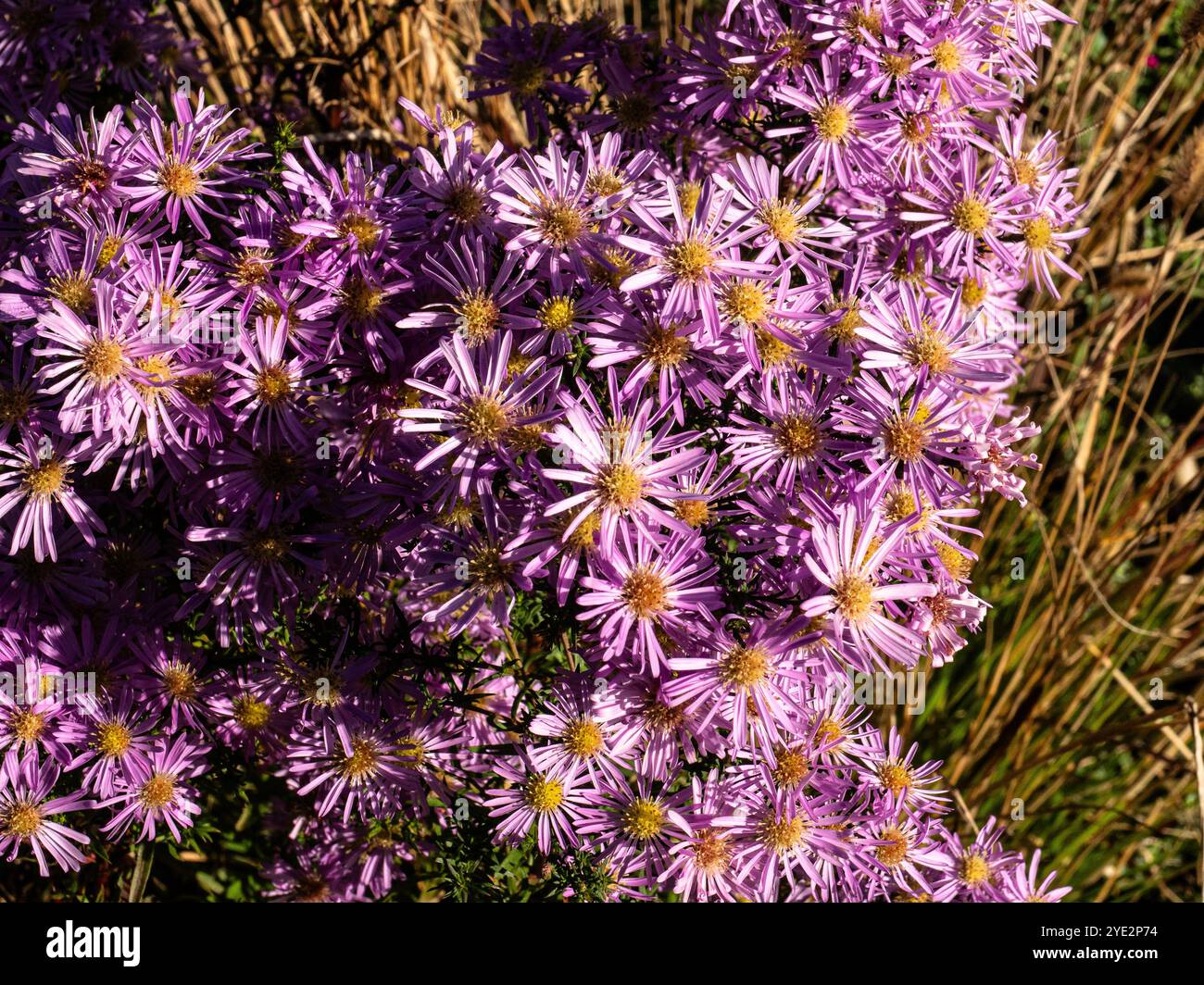 Les délicates fleurs roses de l'aster Symphyptrichum 'Pink Star' Banque D'Images