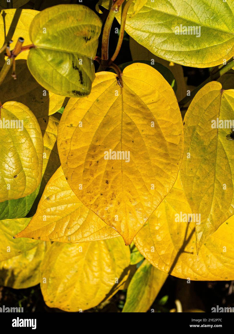 Les superbes feuilles d'automne jaune vif de l'hirondelle blanche Vincetoxicum hirundinaria Banque D'Images