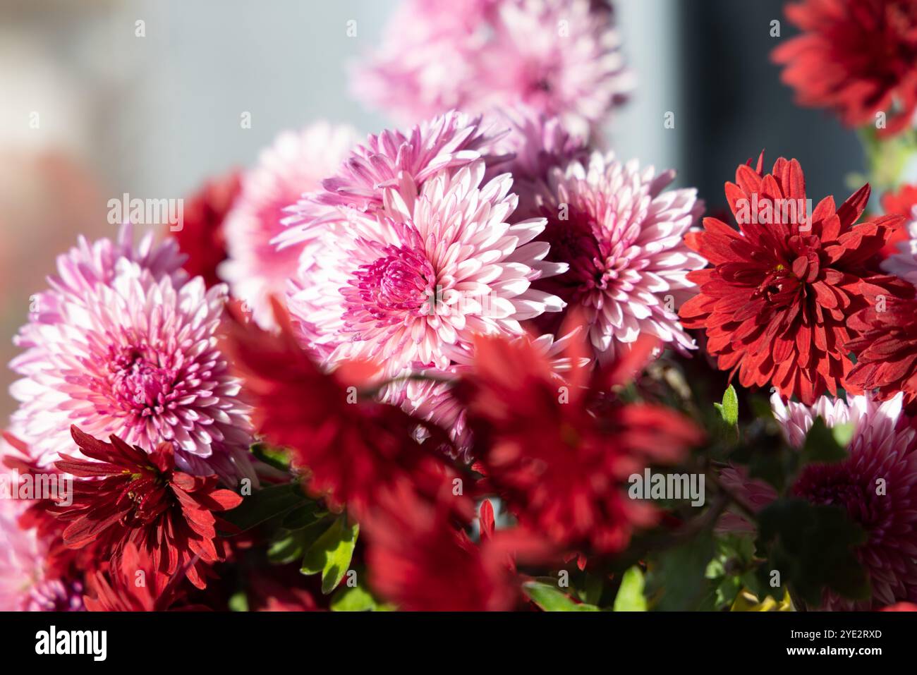 Plein cadre de bouquet de chrysanthèmes florissants. Fleurs de chrysanthème roses et rouges. Banque D'Images