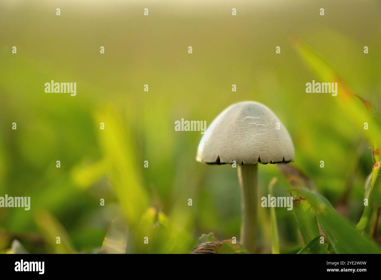 Les champignons poussent dans les forêts couvertes de mousse verte. Banque D'Images