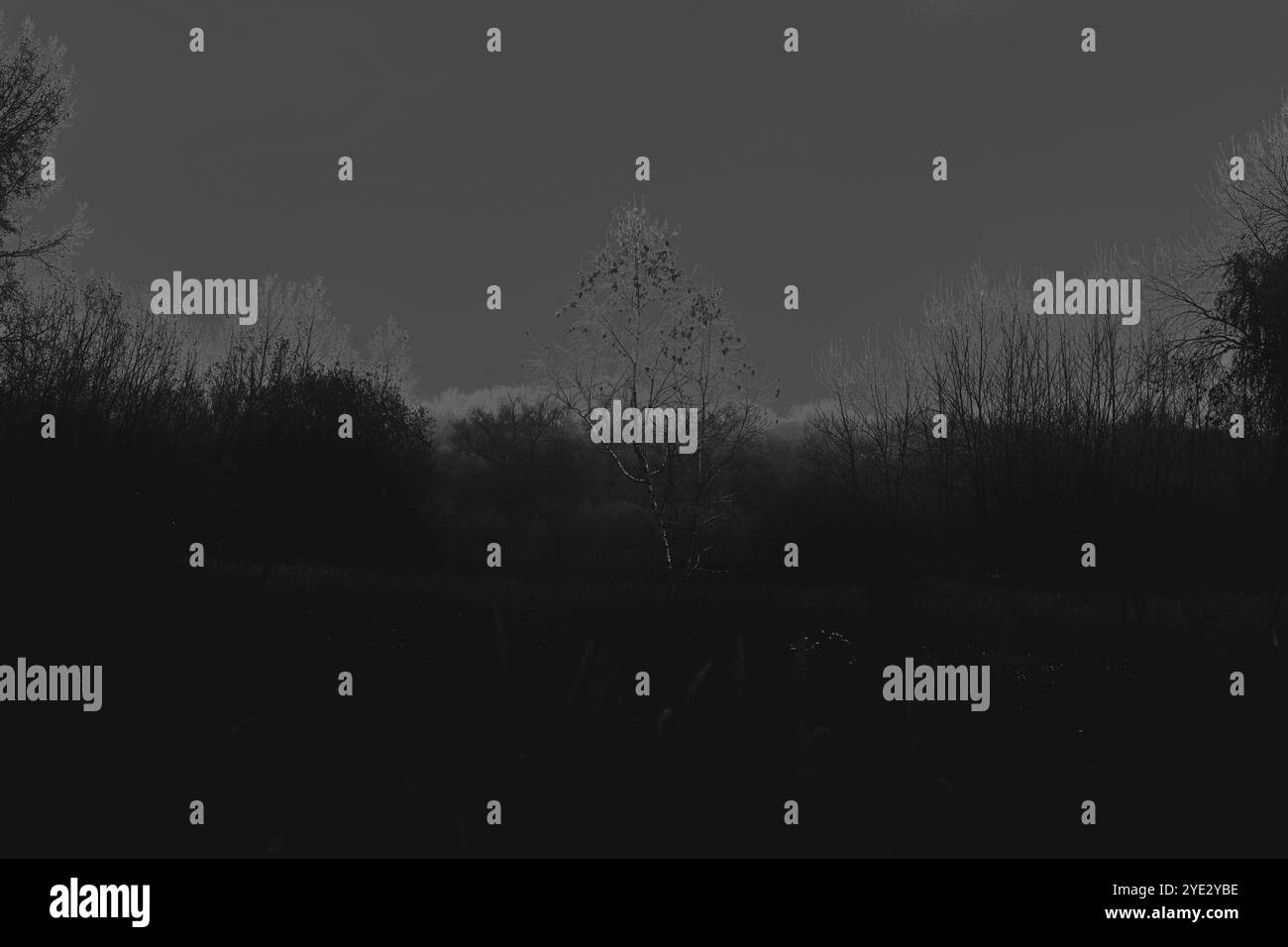 Bouleau solitaire dans l'obscurité, forêt d'automne effrayante, fantaisie sombre, atmosphère d'horreur sombre, forêt de métal noir Banque D'Images
