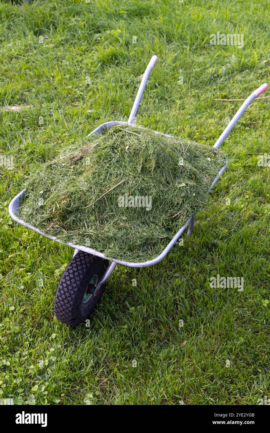 Une brouette pleine d'herbe coupée. Procédé de tonte de gazon. Banque D'Images