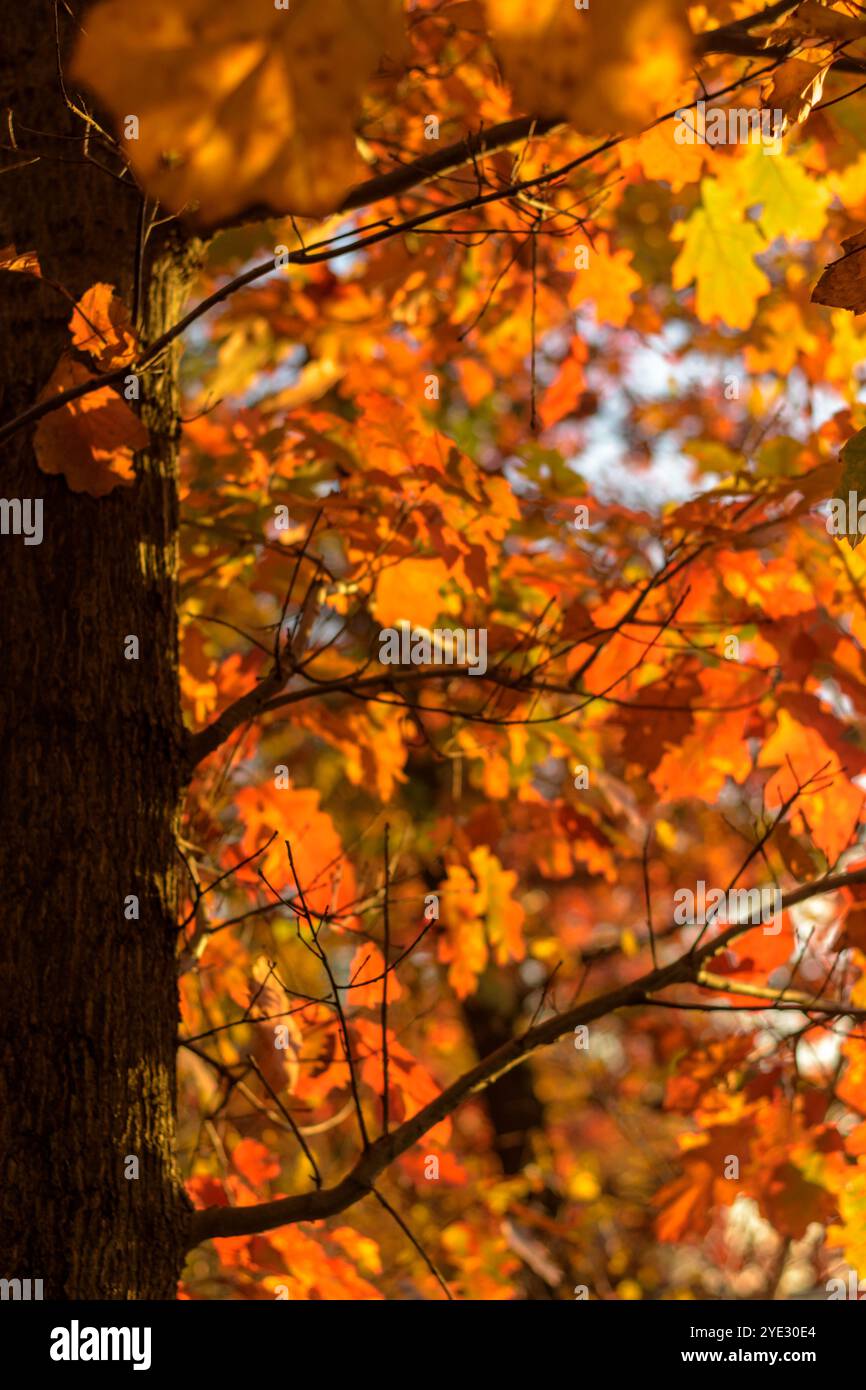 Gros plan de l'arbre avec des feuilles dorées de couleur automnale. Automne, automne, octobre Banque D'Images