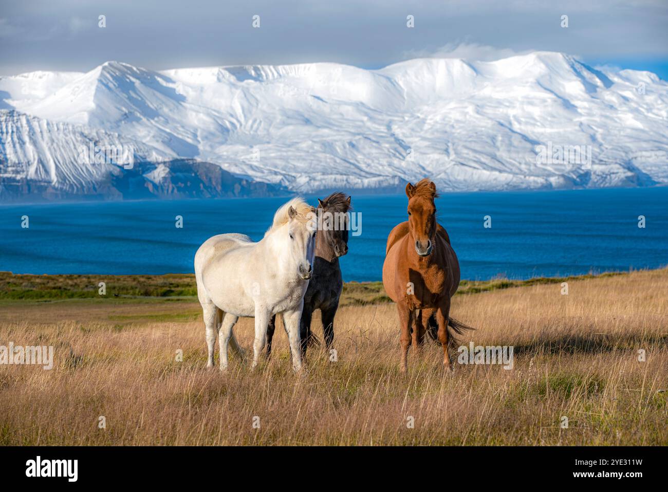 Ma photo préférée de tous les temps - prise en explorant l'Islande. 3 chevaux dans les hautes herbes avec l'océan et les montagnes enneigées en arrière-plan Banque D'Images