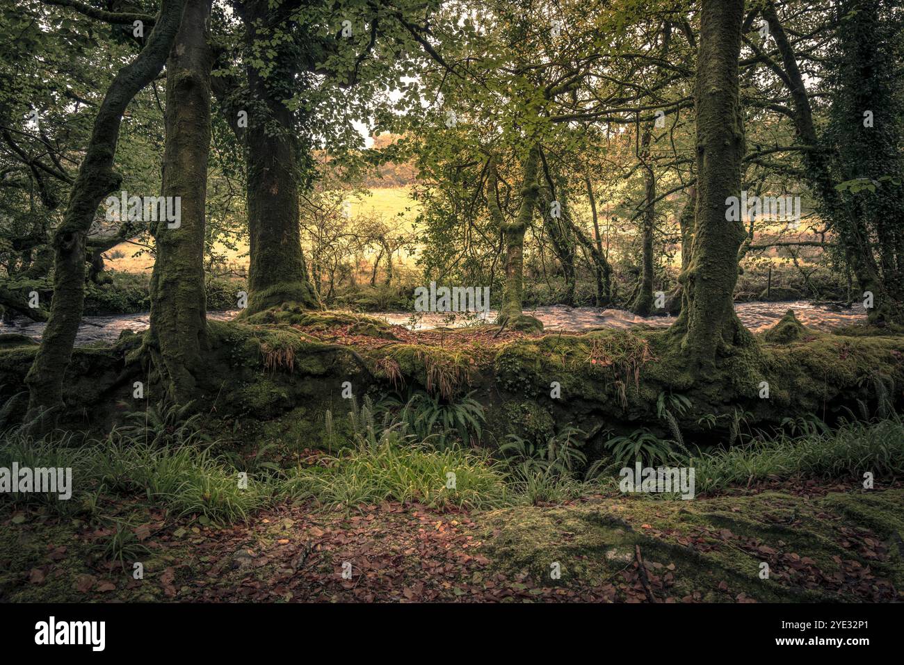 Golitha Falls. L'atmosphère antique bois de Draynes sur Bodmin Moor en Cornouailles au Royaume-Uni. Banque D'Images