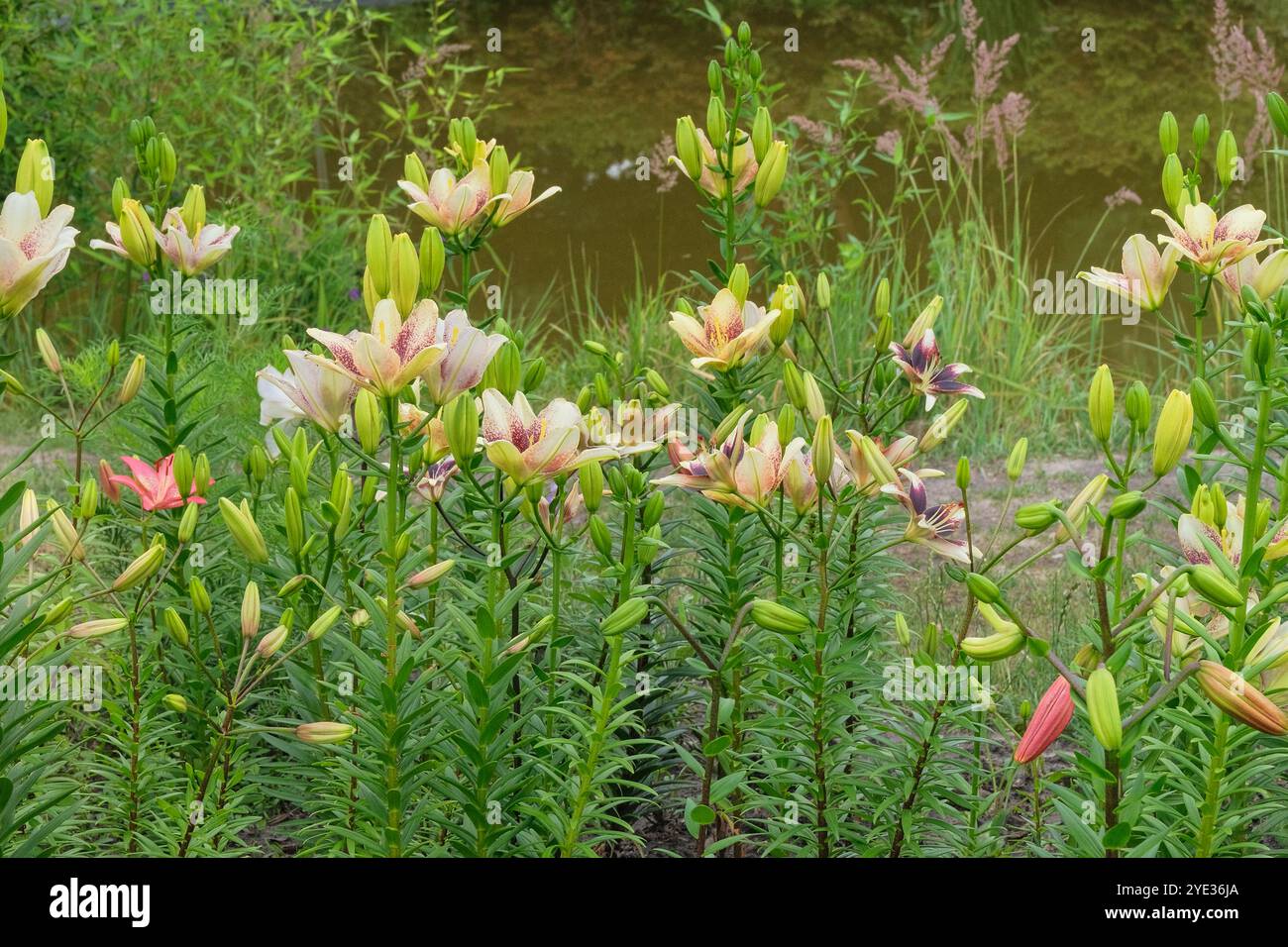 Fleurs de lis pousse dans le jardin rural. Jardin de campagne. Fond floral de nature. Cottage jardin. Banque D'Images