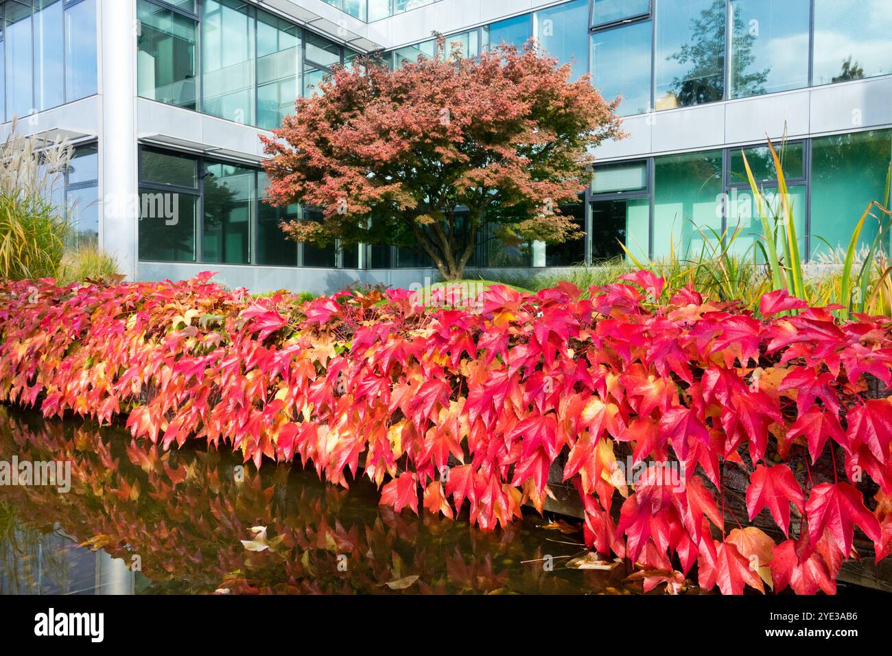 Red Turn Boston Ivy Parthenocissus tricuspidata, Urban place Japanese Maple Acer palmatum dans Autumn Garden Water Banque D'Images