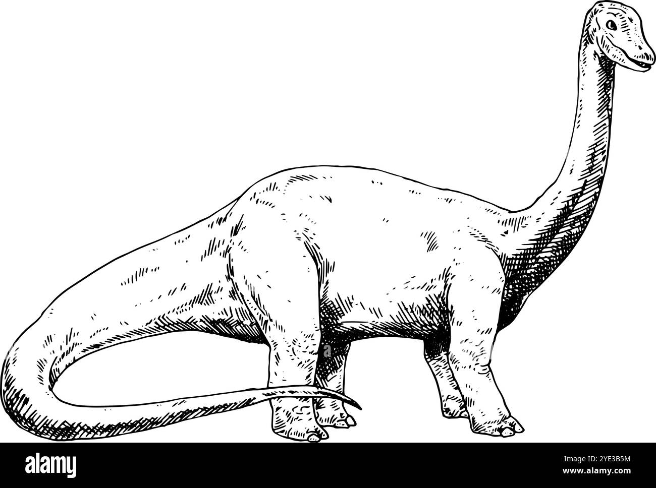 Brontosaurus - illustration de dinosaure réaliste dessinée à la main en noir et blanc | vue latérale Banque D'Images