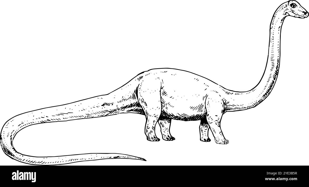 Diplodocus - illustration de dinosaure réaliste dessinée à la main en noir et blanc | vue latérale Banque D'Images