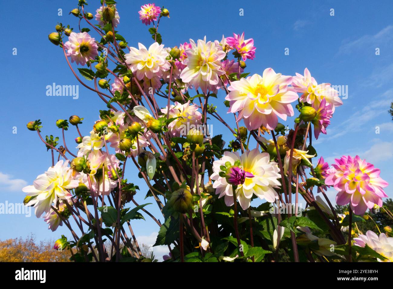 Dahlias dans le jardin ciel bleu octobre jour ensoleillé Banque D'Images