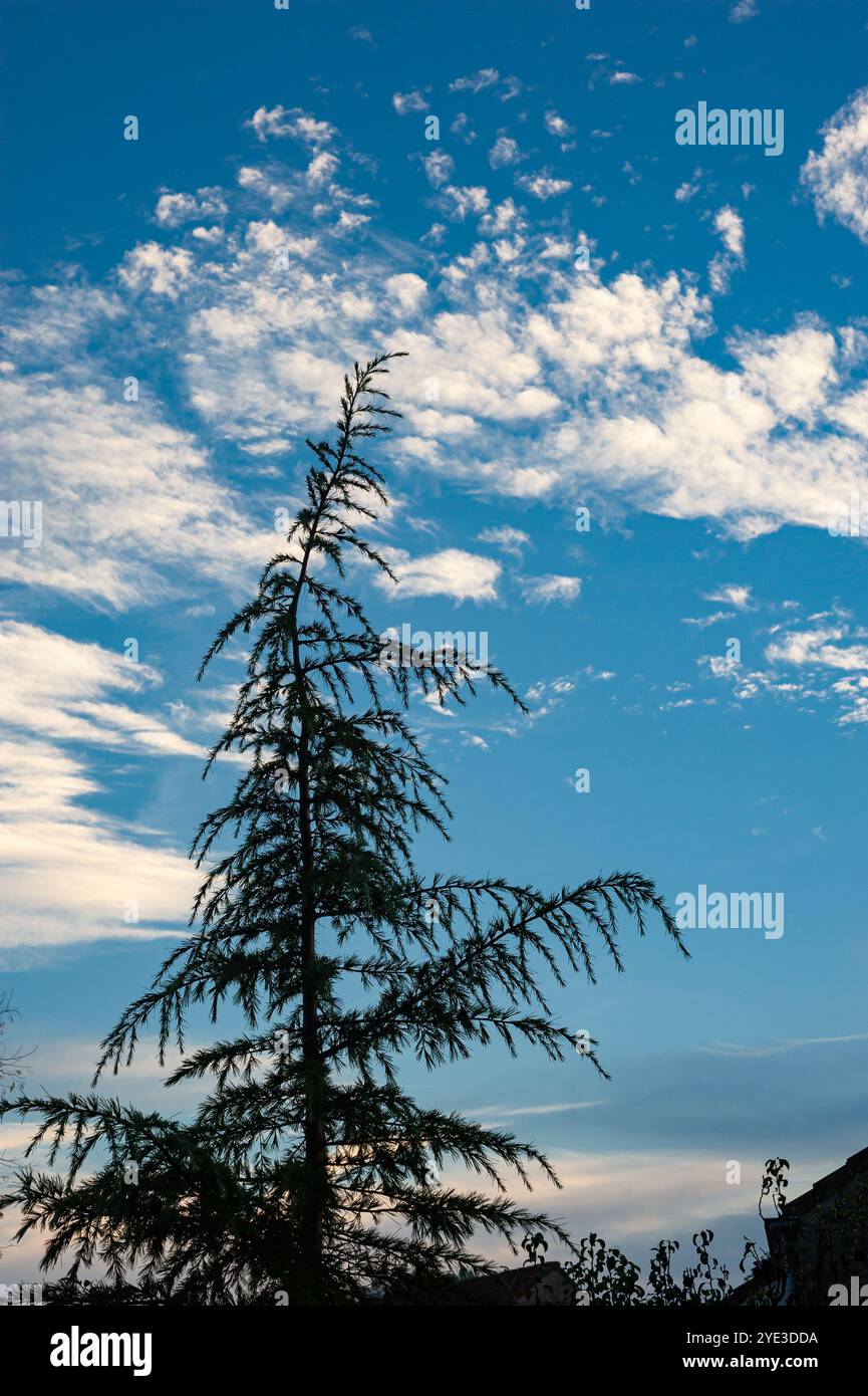 Silhouette d'un cèdre (Cedrus) contre un ciel partiellement nuageux Banque D'Images