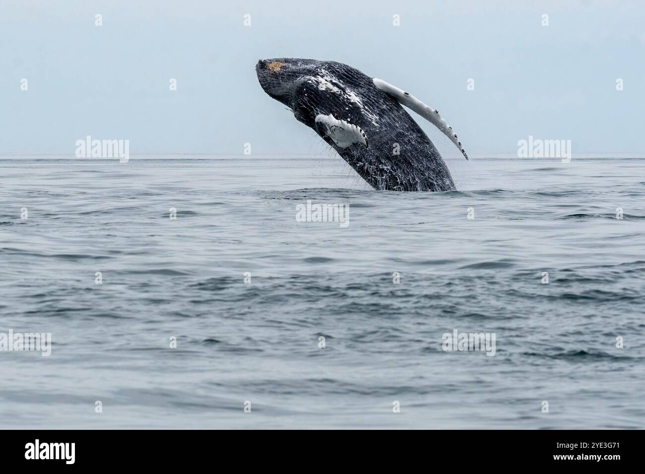 Baleine à bosse dans la baie de Fundy en Nouvelle-Écosse Banque D'Images