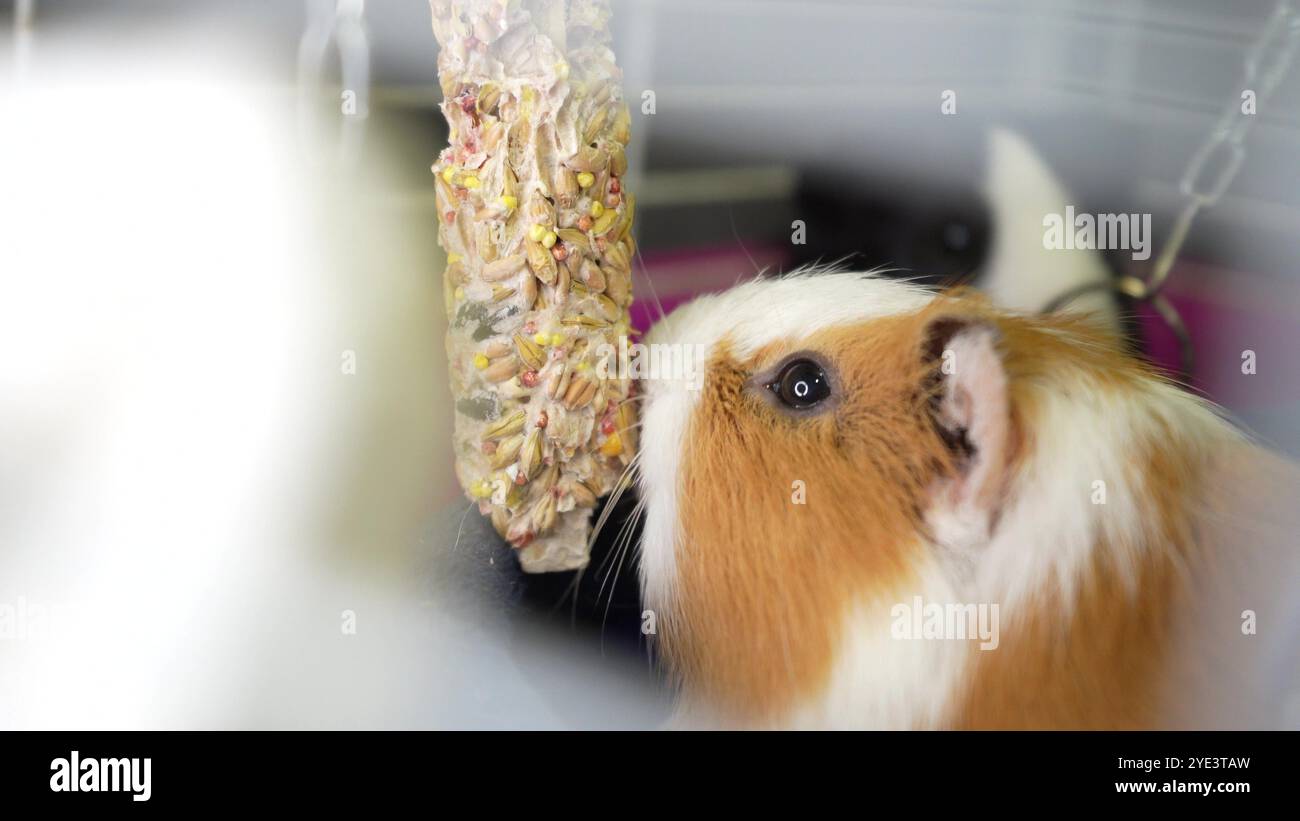 Un cochon d'Inde dans une cage ronge de la nourriture sèche à partir d'un bâton, une chaîne métallique est accrochée à l'arrière-plan. Idéal pour la démonstration de petits animaux et les procédures de toilettage. Banque D'Images