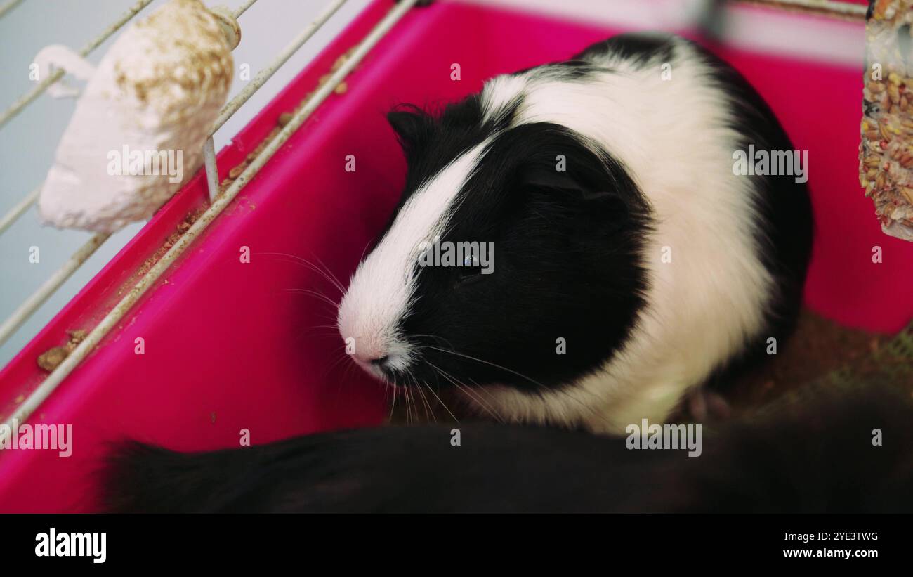 Un cobaye noir et blanc regarde curieusement depuis sa cage rose. Parfait pour les soins des animaux de compagnie, les soins des cochons d'Inde et les scènes d'animaux domestiques. Banque D'Images