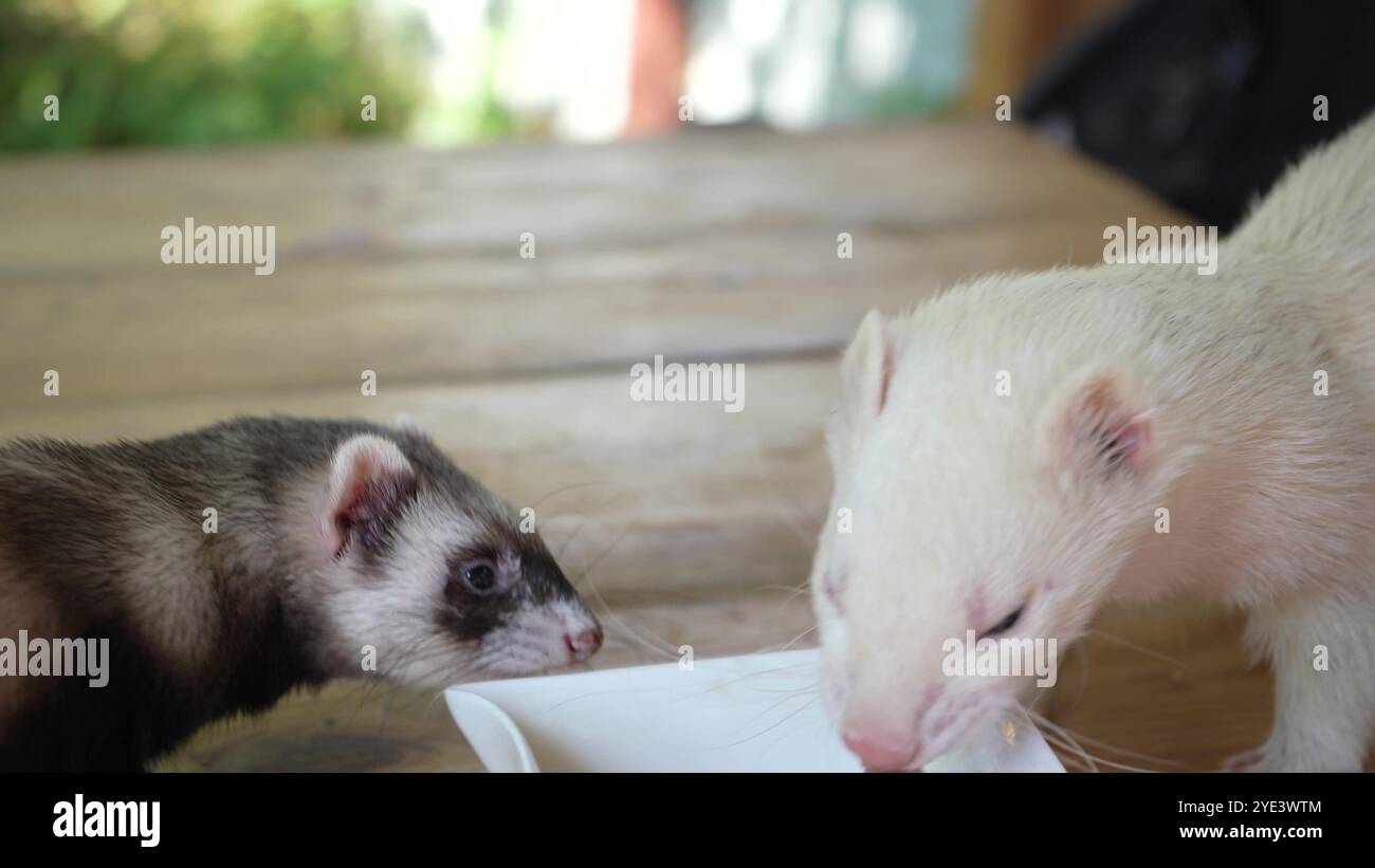 Deux furets ludiques mangent sur une table en bois. L'un mange dans un bol, et l'autre essaie constamment de regarder dans le bol avec de la nourriture. Banque D'Images