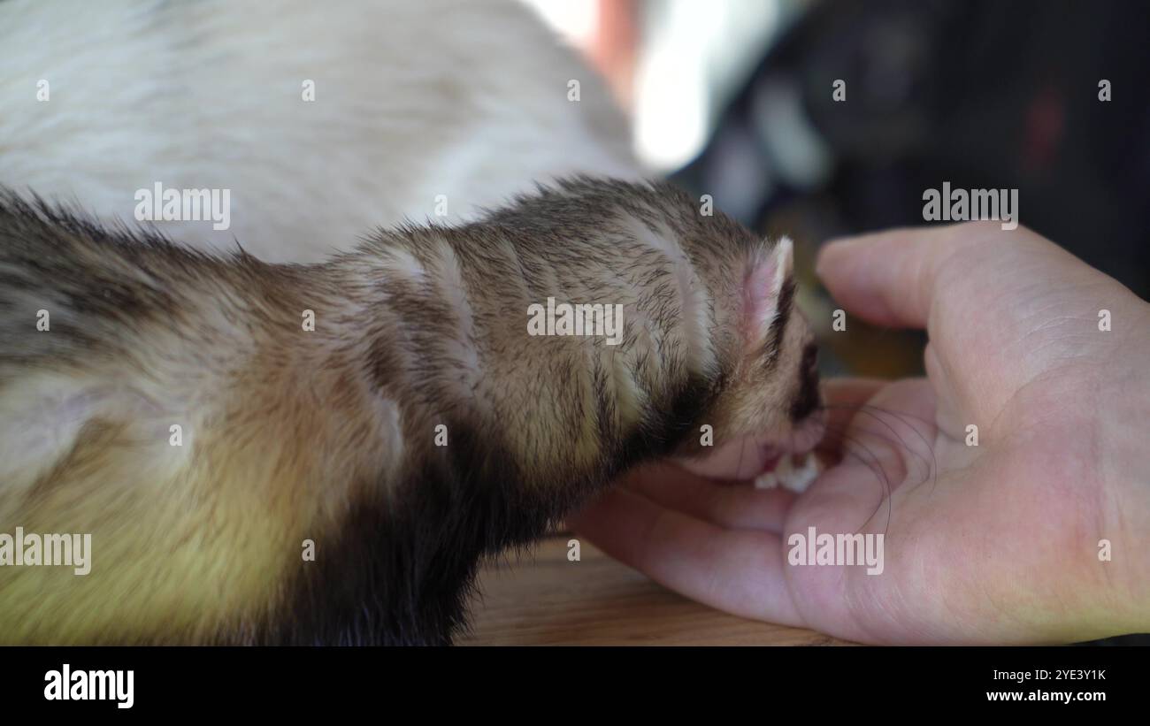 Deux furets passent du temps avec une jeune fille à l'extérieur. Un furet brun mange de la main d'une jeune femme sur une table en bois. Banque D'Images