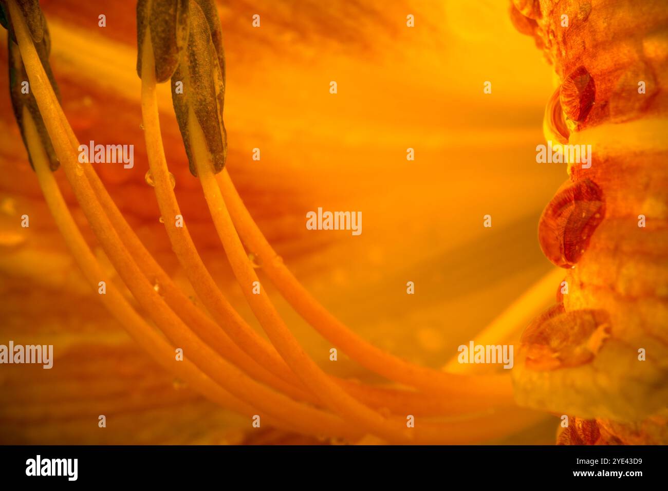 Intérieur de fleur orange jaune d'étamines de fleur orange jaune et fond de gouttes d'eau Banque D'Images