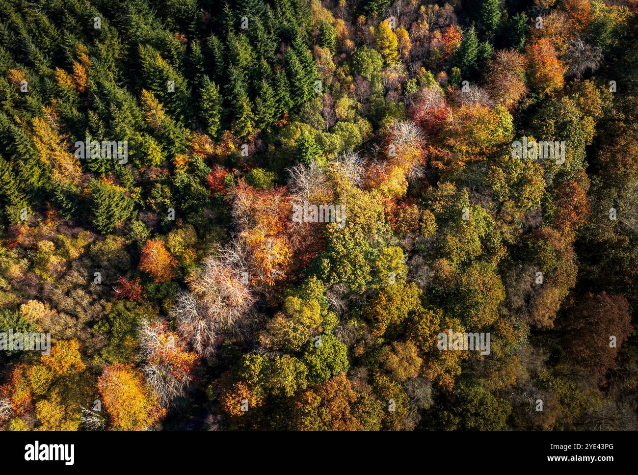 Drone point de vue des couleurs chaudes de l'automne sur le feuillage d'une forêt d'arbres dans le sud du pays de Galles, Royaume-Uni Banque D'Images