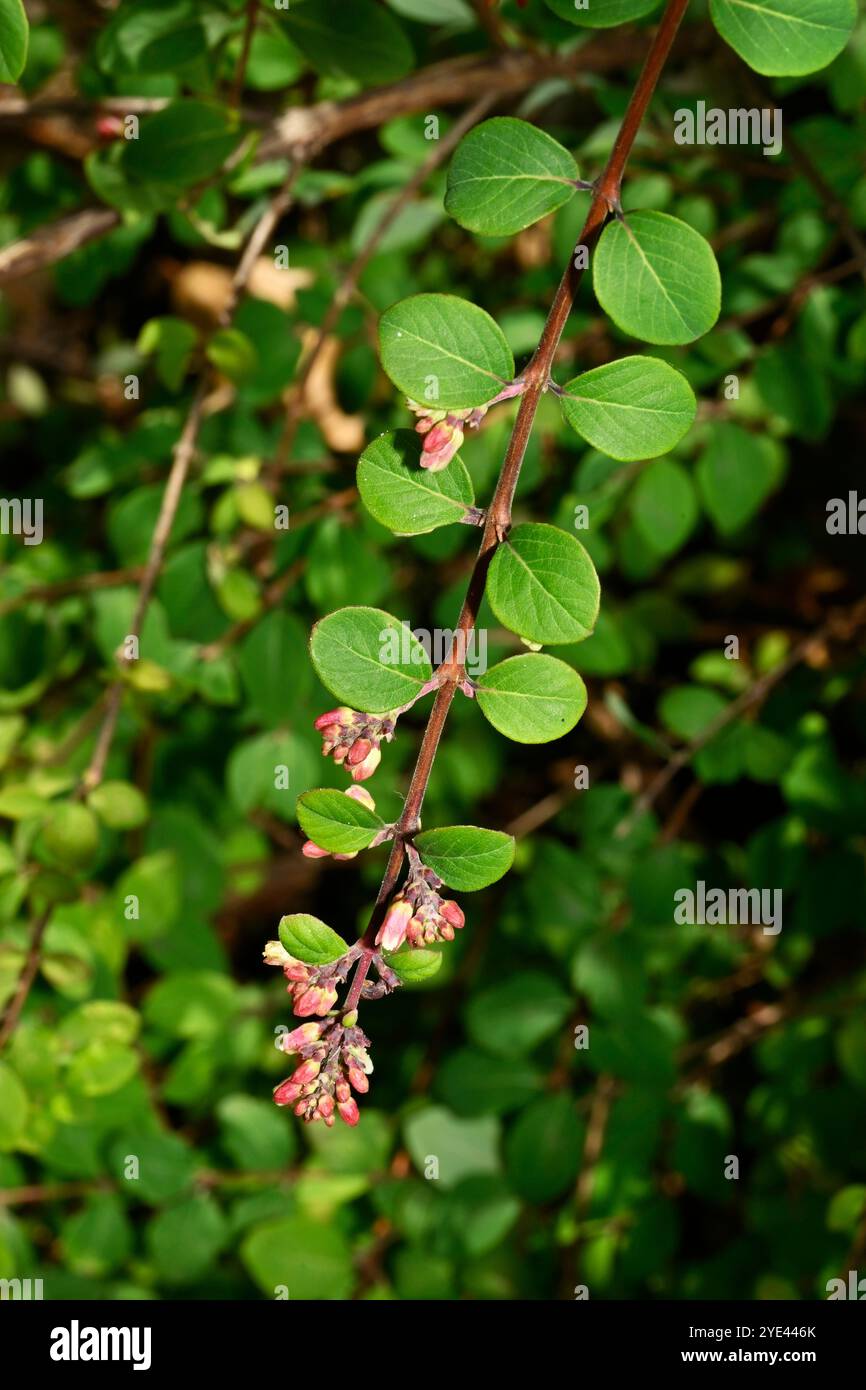 Feuilles, bourgeons et fleurs sur une tige bien focalisée de Coralberry commun, Symphoricarpos orbiculatus. Gros plan avec de bons détails. Banque D'Images