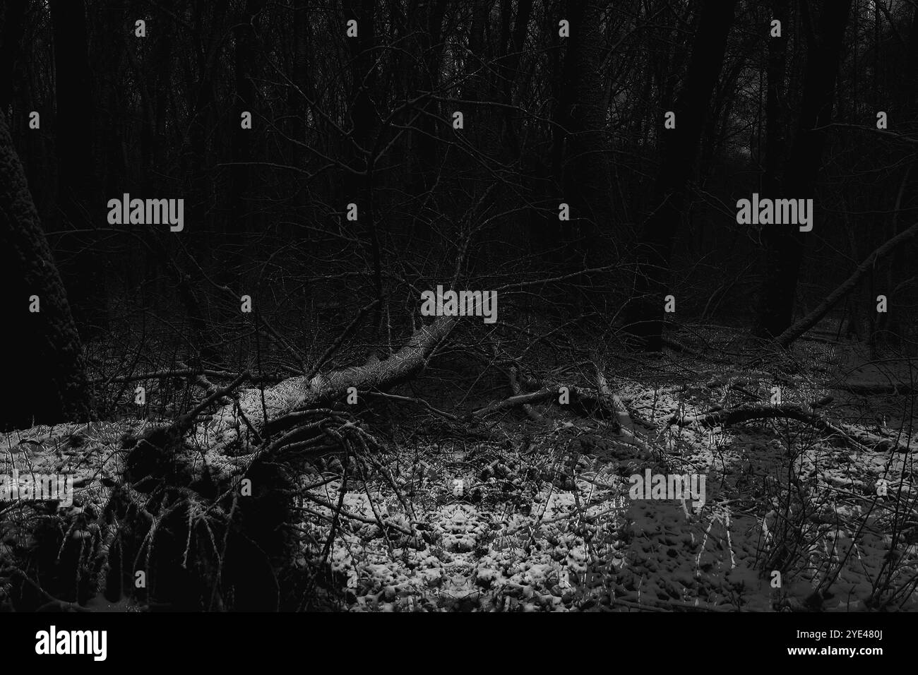Forêt sombre et sombre malade, arbres tombés et une atmosphère de silence, bois de métal noir atmosphérique Banque D'Images