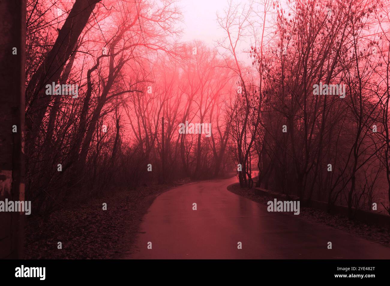 Route brumeuse rouge, forêt effrayante, forêt sombre et effrayante, ambiance d'horreur, atmosphère fantastique Banque D'Images