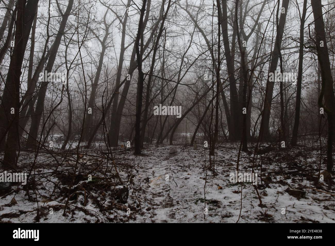 Forêt de métal noir atmosphérique, forêt sombre et sombre brumeuse, atmosphère d'horreur Banque D'Images