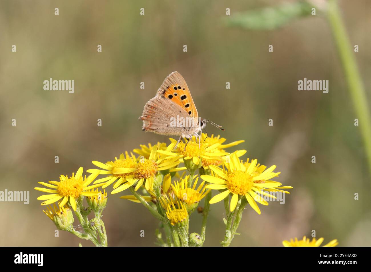 Petit collier mâle papillon en cuivre sur fleur jaune - Lycaena phlaeas Banque D'Images