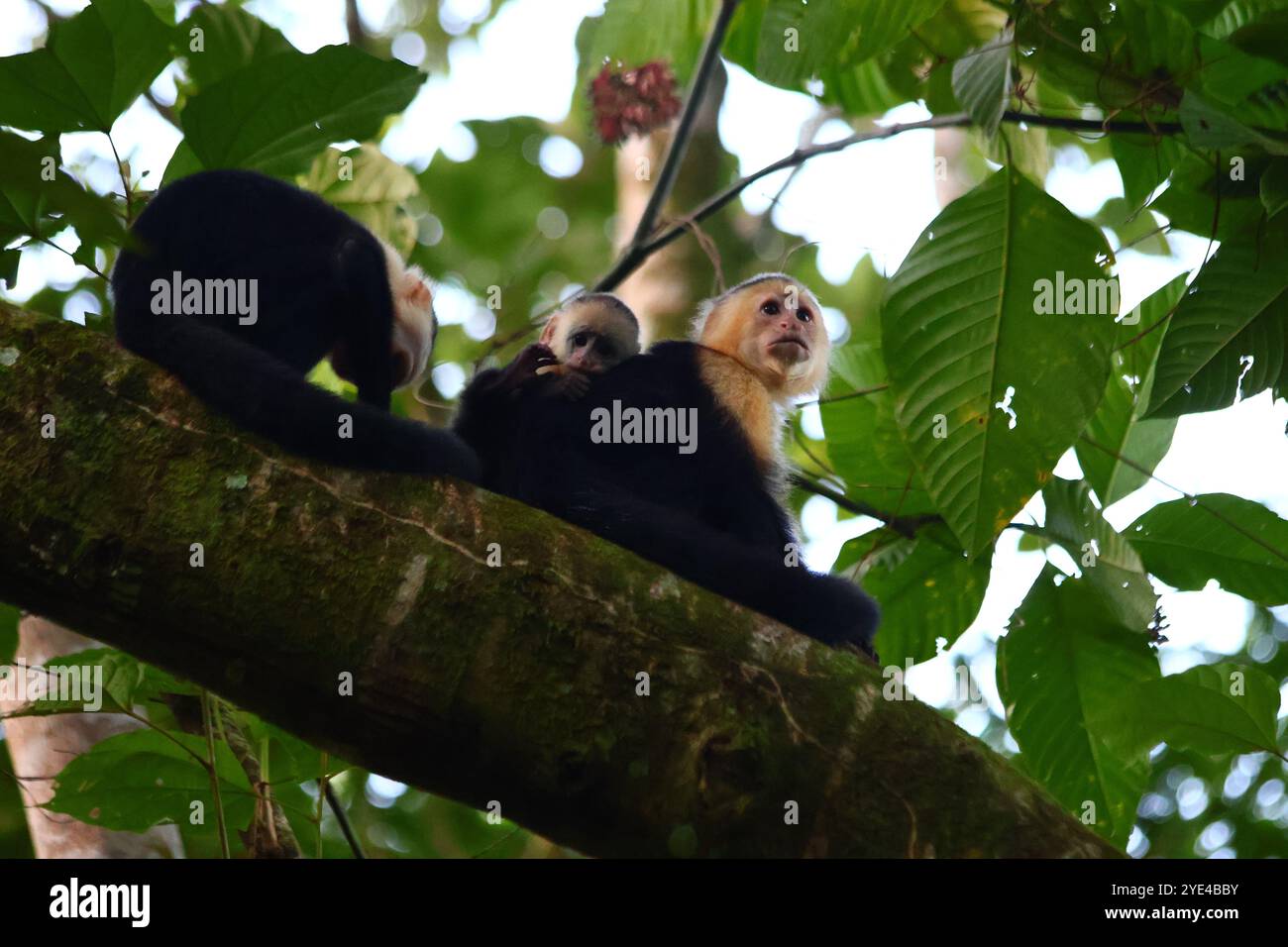Famille de singe sur un arbre dans la forêt au Costa Rica, avec un bébé timide Banque D'Images Famille de singe sur un arbre dans la forêt au Costa Rica, avec un bébé timide Banque D'Images