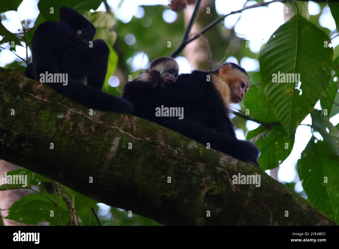 Famille de singe sur un arbre dans la forêt au Costa Rica, avec un bébé timide Banque D'Images Famille de singe sur un arbre dans la forêt au Costa Rica, avec un bébé timide Banque D'Images