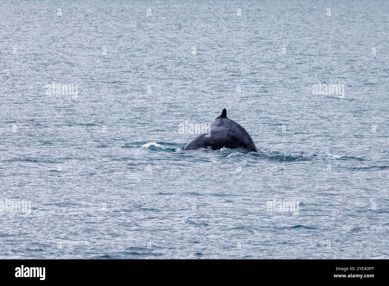Nageoire dorsale d'une baleine à bosse, Megaptera novaeangliae, sur le point de plonger. Dans les eaux arctiques froides de la mer du Groenland, côte nord-ouest de l'Islande. Banque D'Images