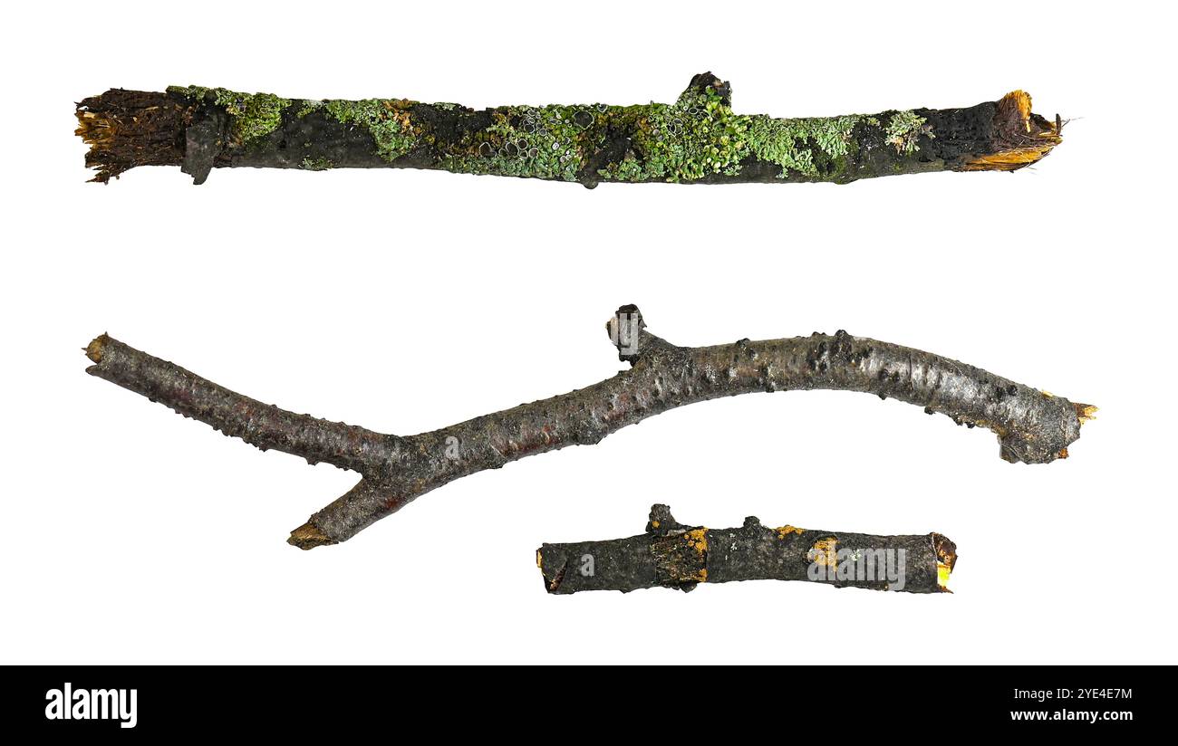 Trois branches en bois cassées avec de la mousse isolées sur blanc, chemin de coupe, Banque D'Images
