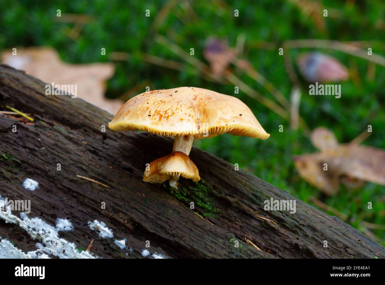 Rustgill commun sur bois pourri Banque D'Images