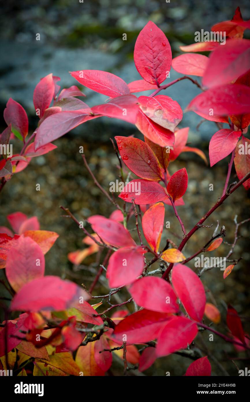 Feuilles d'automne de Vaccinium corymbosum Banque D'Images