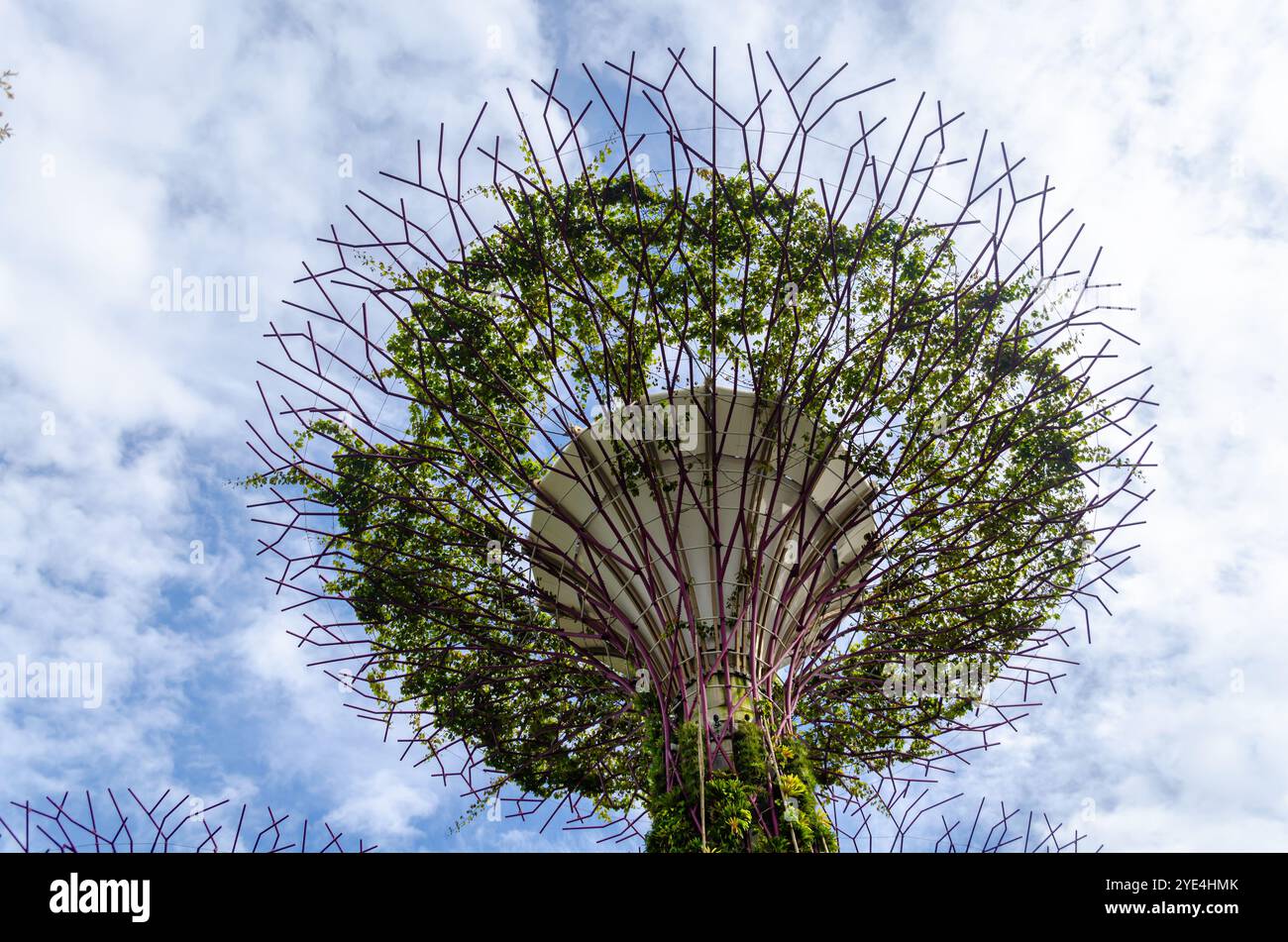 Supertree Grove arbres dans les jardins de la baie Banque D'Images