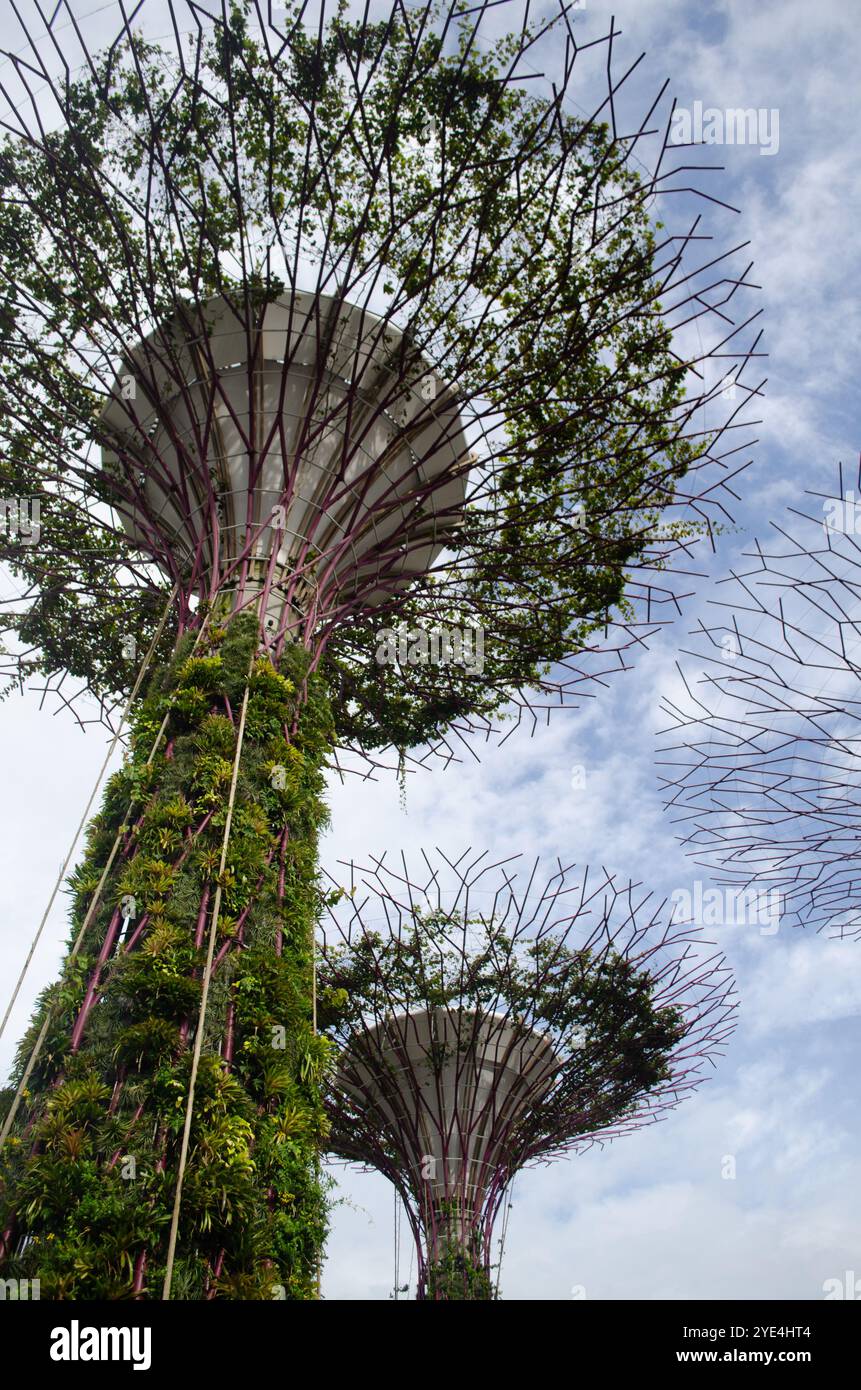 Supertree Grove arbres dans les jardins de la baie Banque D'Images