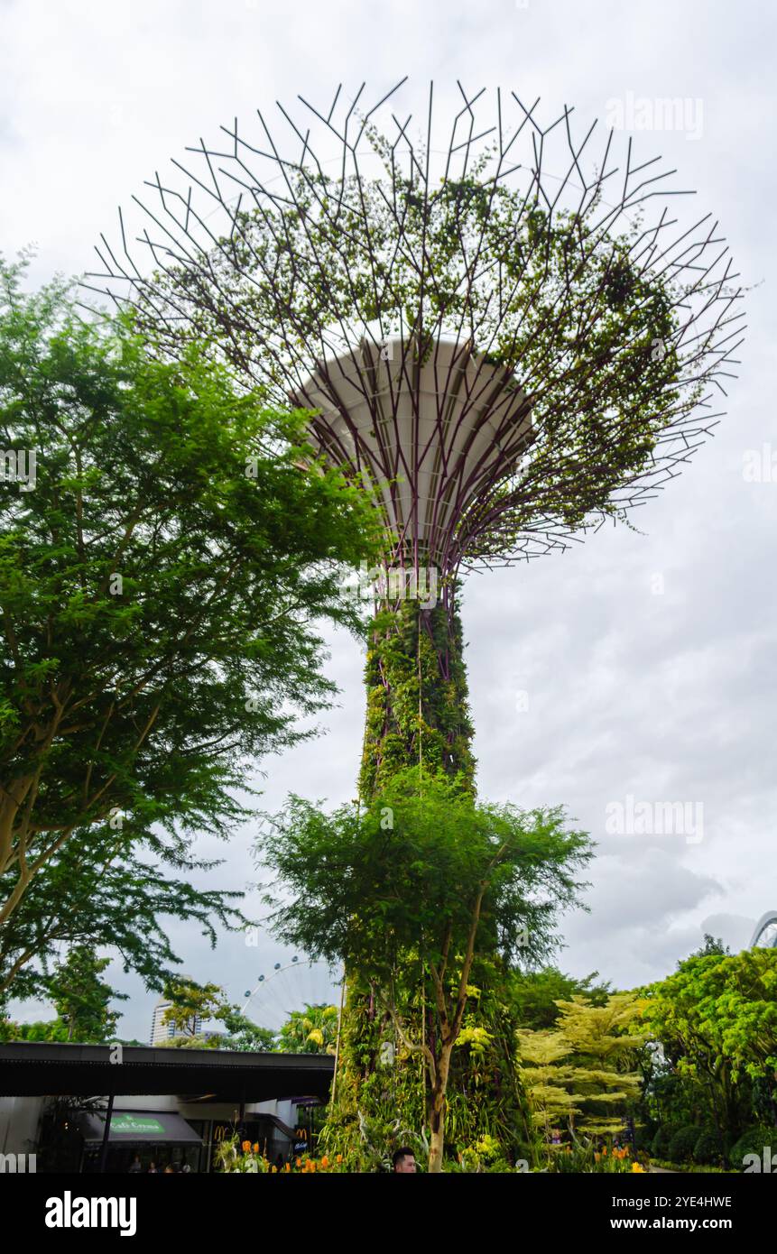 Supertree Grove arbres dans les jardins de la baie Banque D'Images