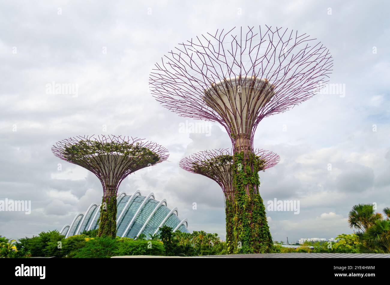 Supertree Grove arbres dans les jardins de la baie Banque D'Images