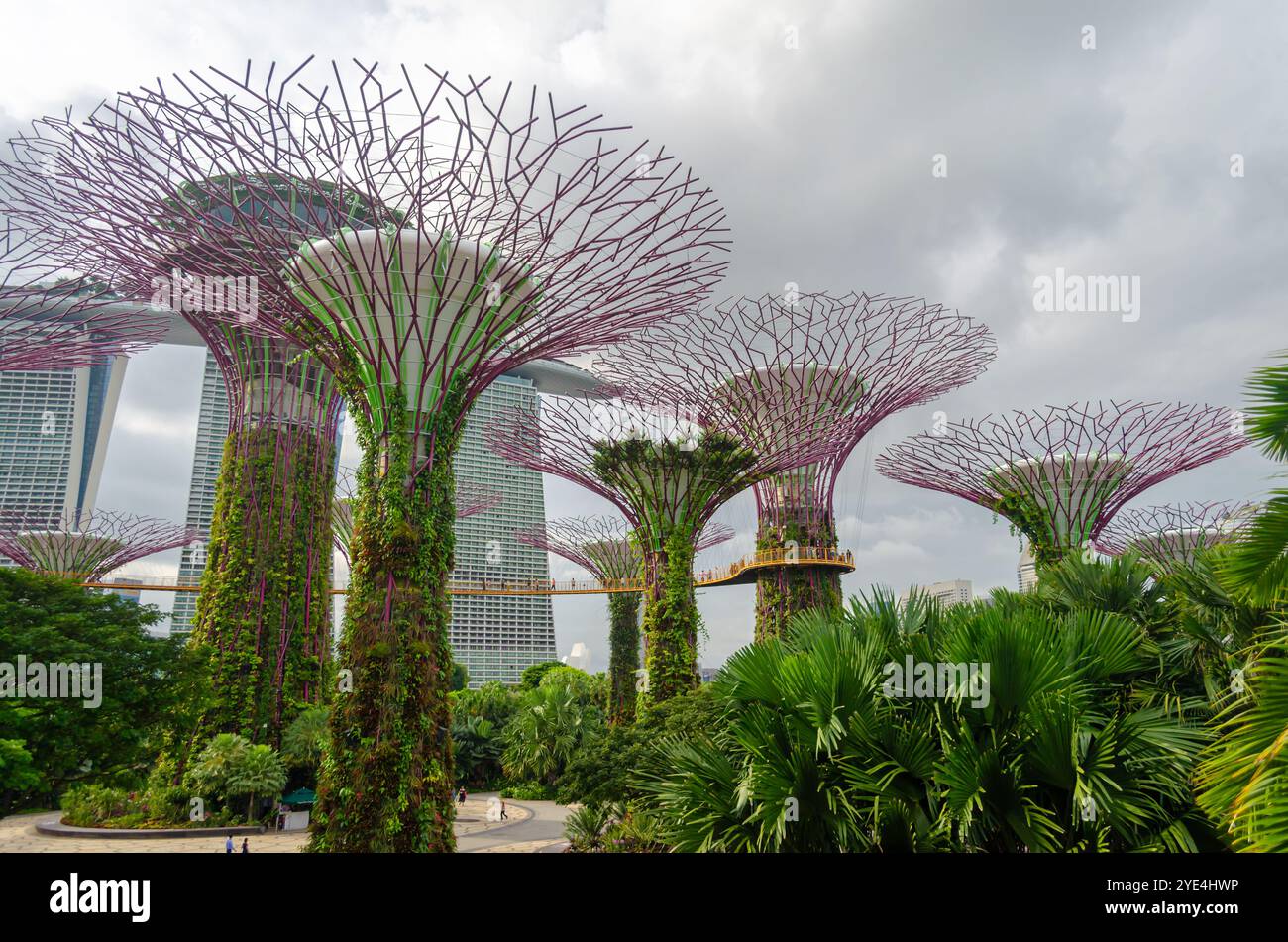 Supertree Grove arbres dans les jardins de la baie Banque D'Images