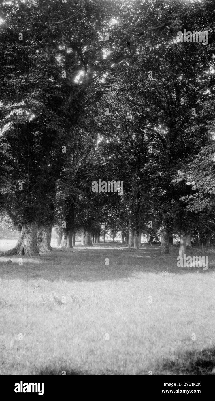 West Sussex, Angleterre. c.1913 – une avenue d'arbres dans le domaine de Ferring Grange, situé à Ferring, un village côtier dans le Sussex de l'Ouest. Ce domaine était la maison d'Edwin Henty, J. P, D.L., F.S.A. (1844-1916), qui avait servi comme haut shérif du Sussex. En 1924, la maison a été convertie en un hôtel à la mode, visité par de nombreuses célébrités dont Edward, le prince de Galles (plus tard connu sous le nom de duc de Windsor). La maison a été détruite par un incendie en octobre 1946. Banque D'Images