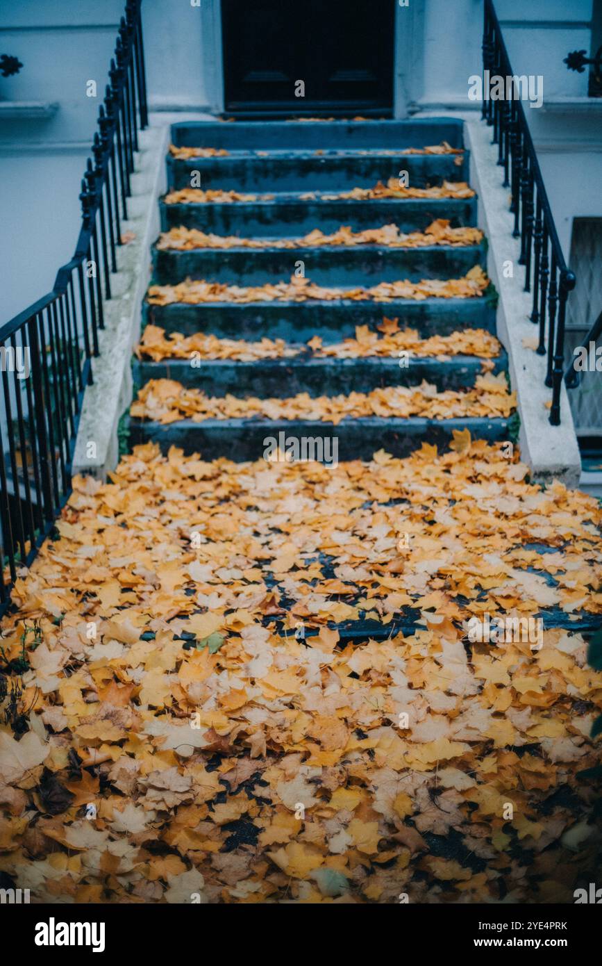 Escaliers en pierre recouverts de feuilles d'automne jaune vif à Notting Hill à Londres, évoquant un sentiment de nostalgie paisible. Banque D'Images