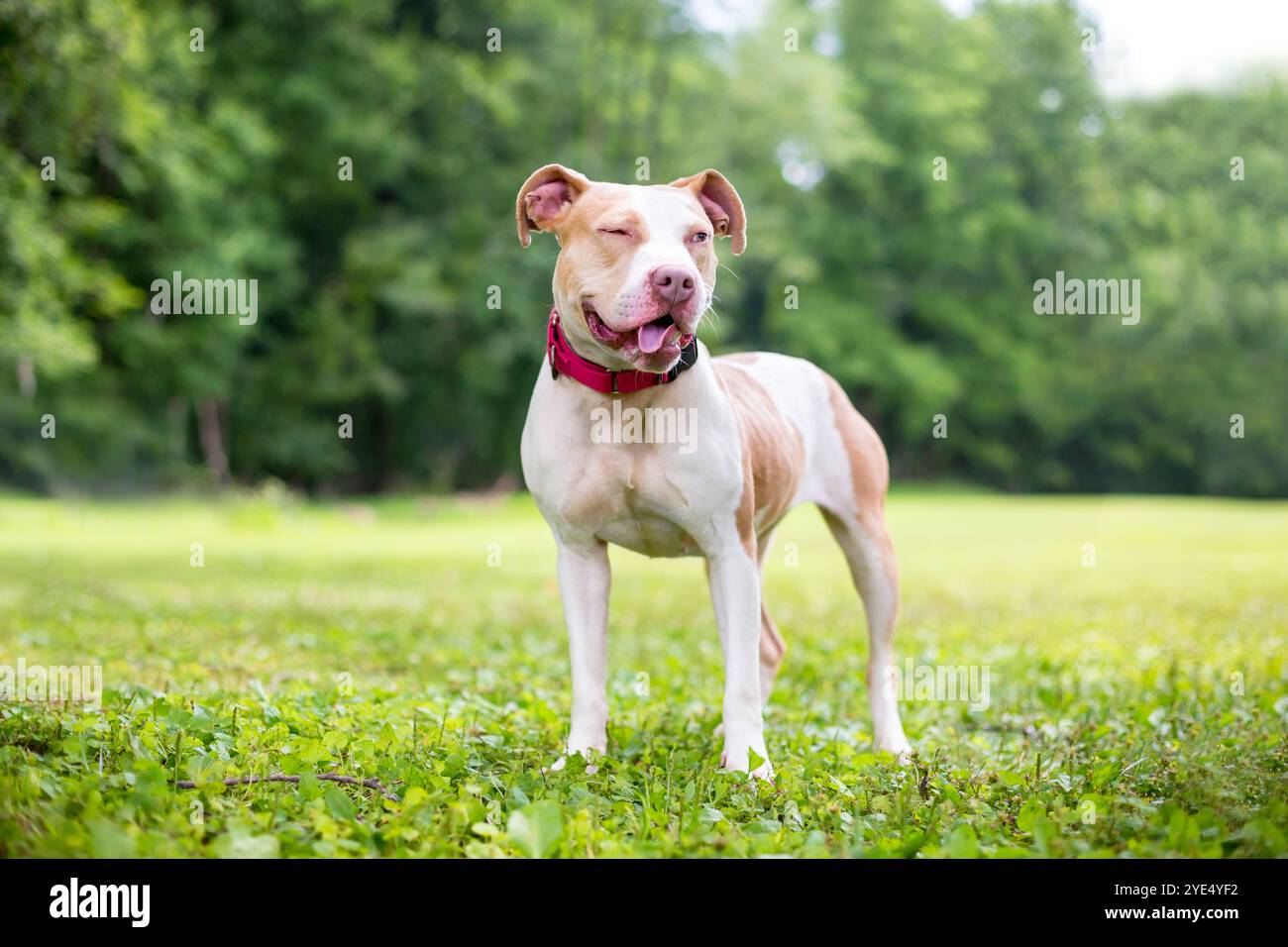 Un chien rouge et blanc Pit Bull Terrier de race mixte avec une expression drôle sur son visage Banque D'Images