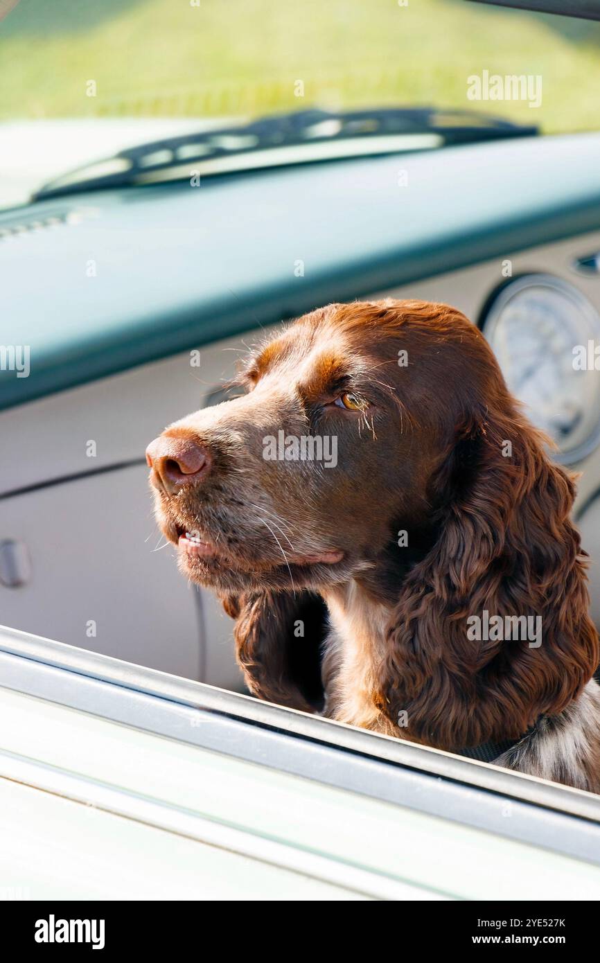 chien regardant hors de la fenêtre de voiture classique show newbiggin sur la mer northumberland royaume-uni Banque D'Images