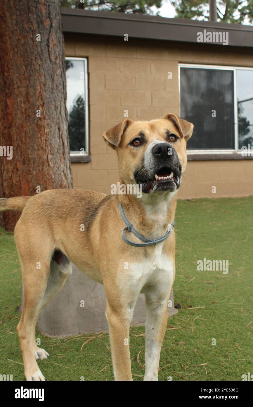 mélange marron et blanc Banque D'Images